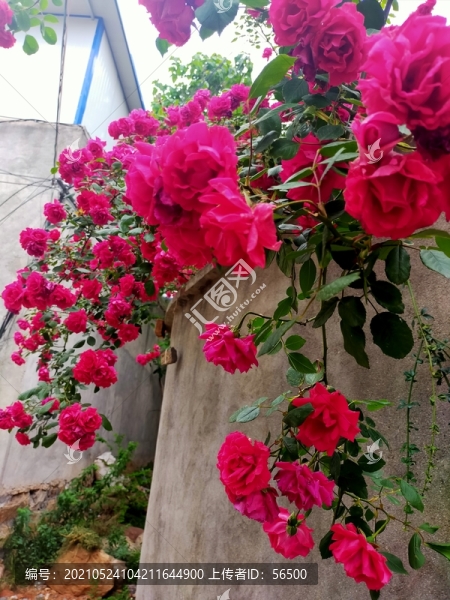 月季花