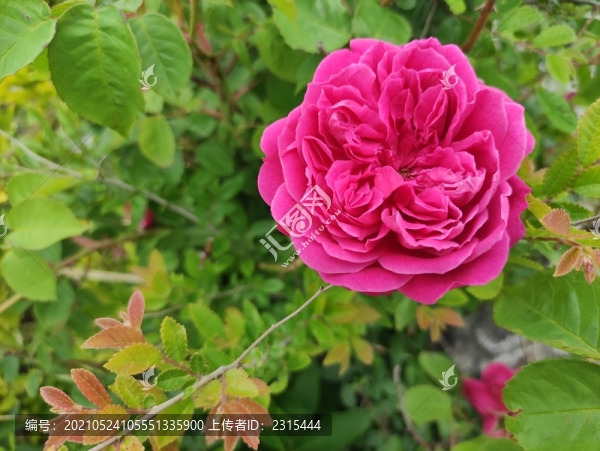 月季花
