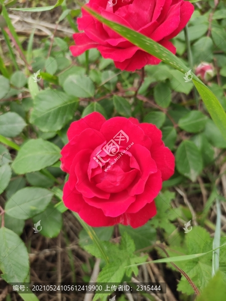 薔薇