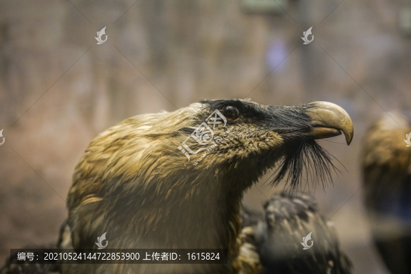 胡兀鷲標(biāo)本頭部特寫