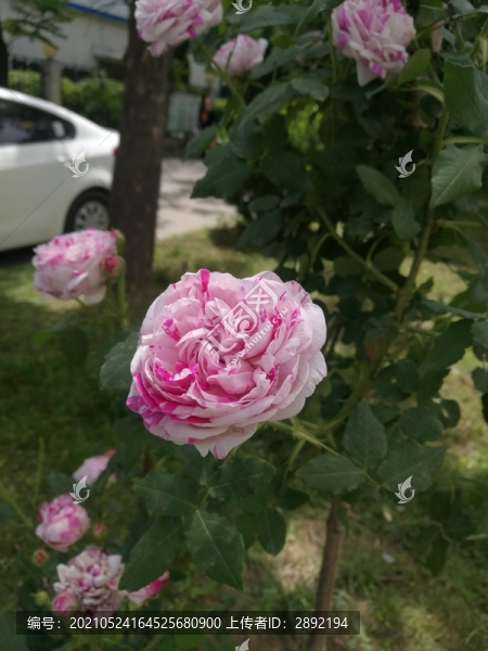 月季