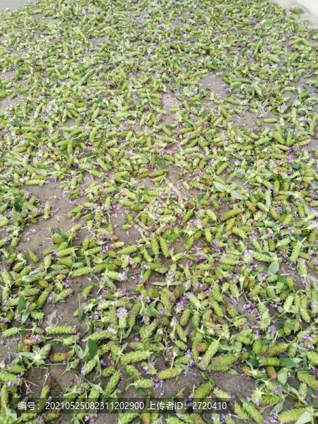 涼嗮夏菇草