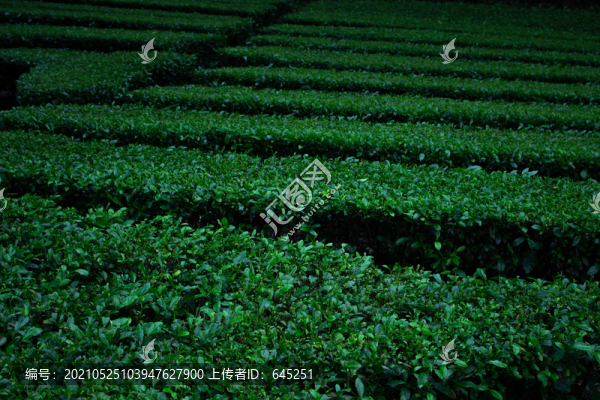 茶田