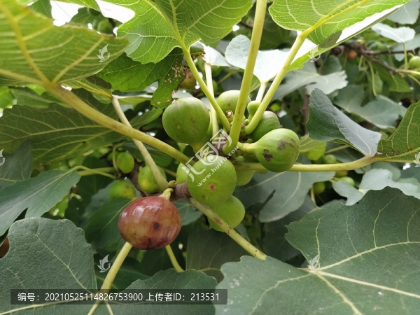 無花果樹