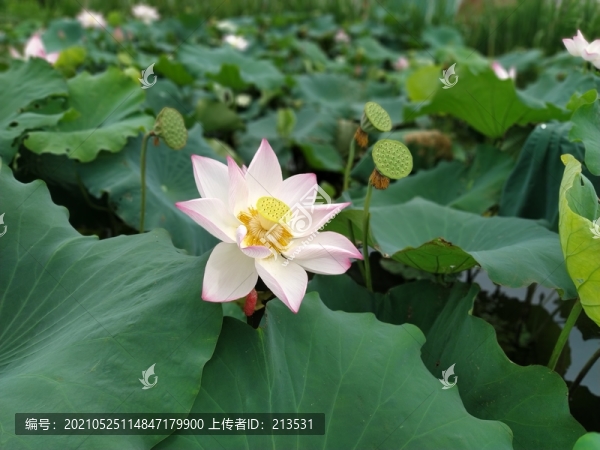 荷花