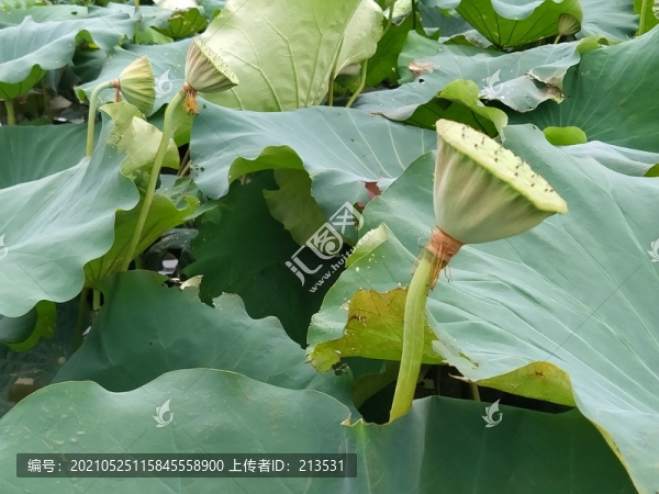 蓮蓬與荷塘