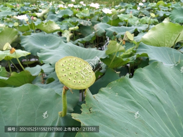 蓮蓬