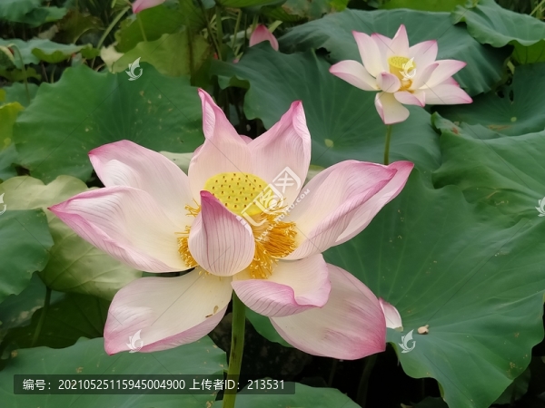 蓮花荷花