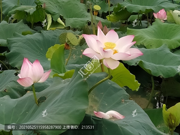 蓮花