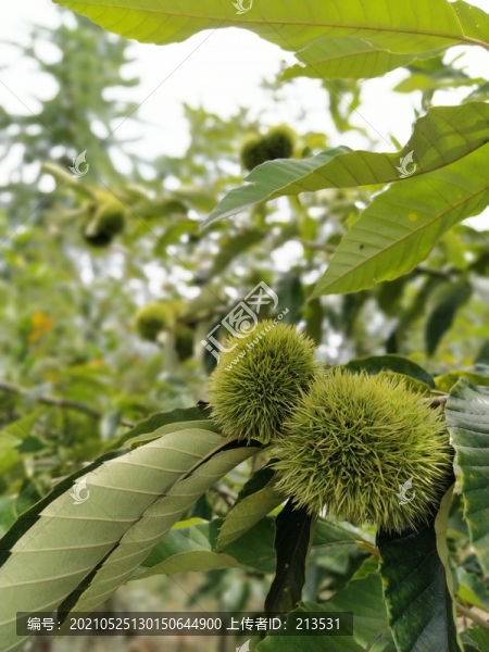 板栗果實
