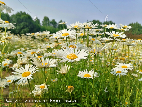 大濱菊