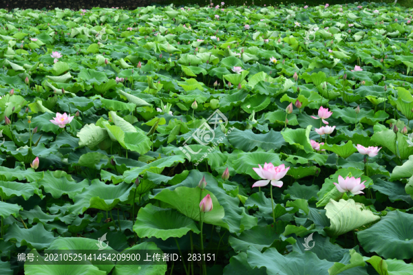 荷花