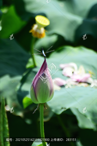 荷花