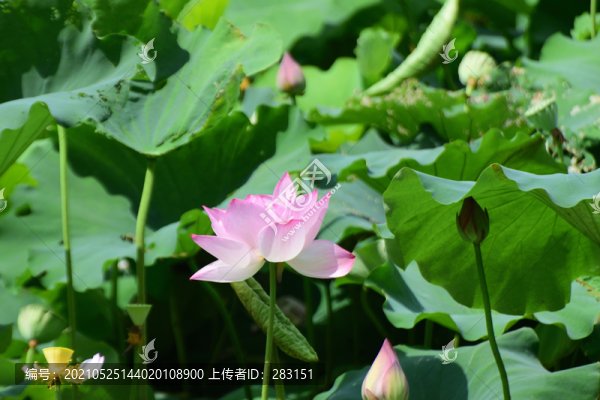 荷花