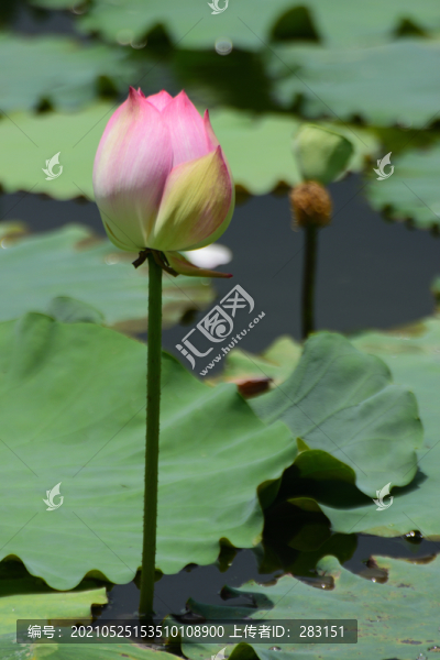 荷花