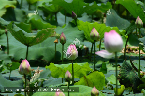 荷花