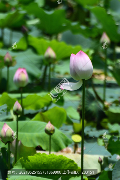 荷花