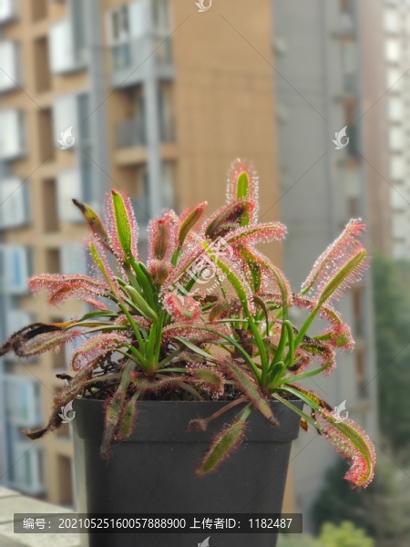 茅蒿菜