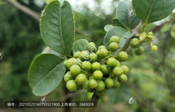青花椒