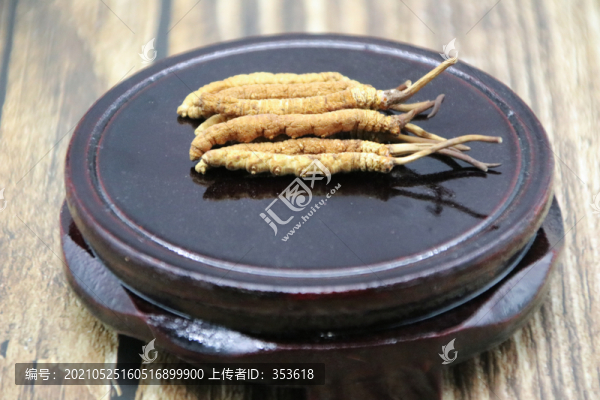 冬蟲夏草