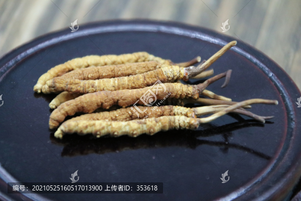 冬蟲夏草