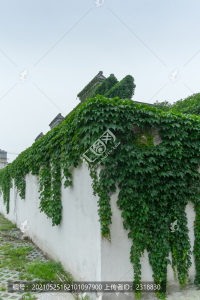 長(zhǎng)滿綠植的老宅