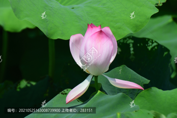 荷花