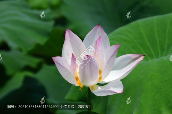 荷花