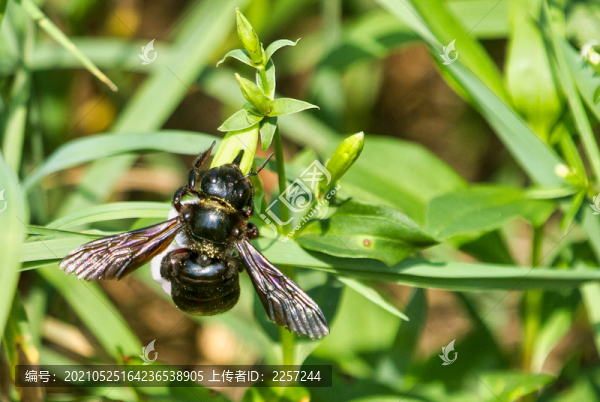 黑蜂