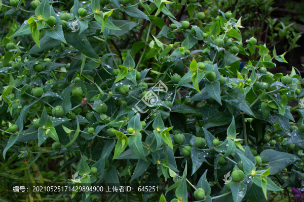 續(xù)隨子