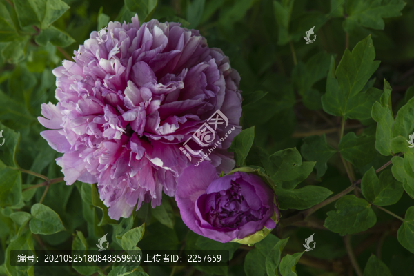 牡丹花