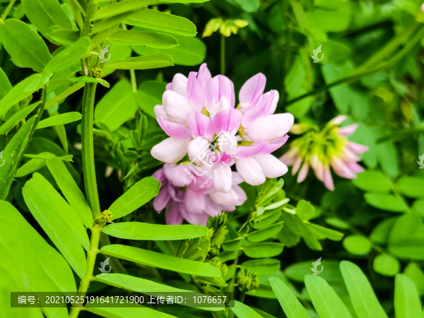 野生繡球小冠花