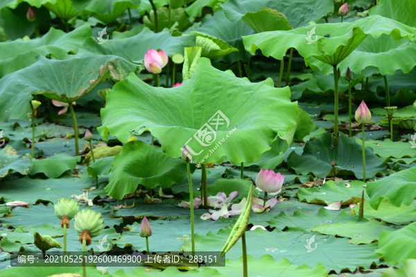 荷花
