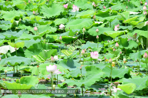 荷花