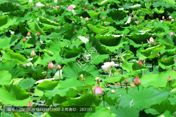 荷花