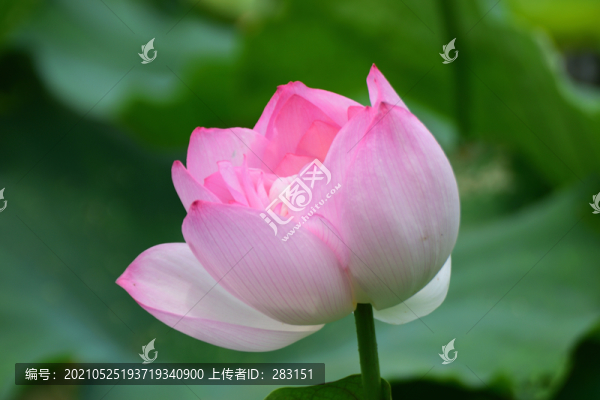 荷韻