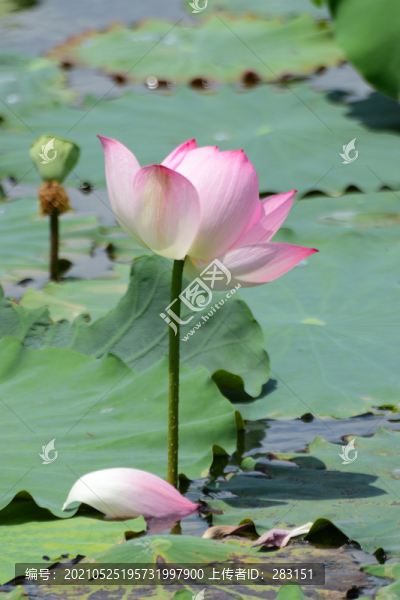 荷花