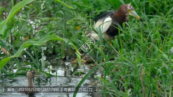 池鷺與斑背潛鴨
