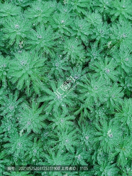 露似珍珠