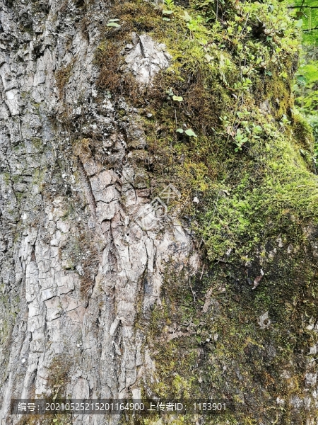 古樹皮