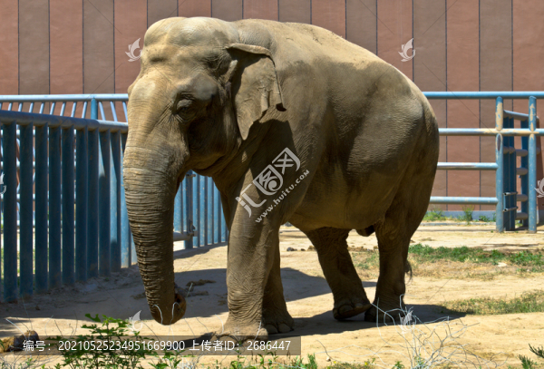 濟(jì)南動(dòng)物園的大象