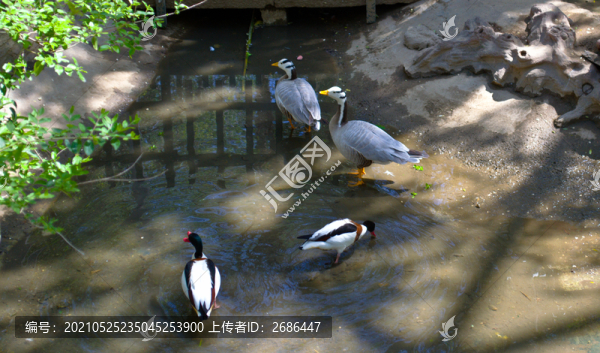 濟(jì)南動(dòng)物園的斑頭雁和秋沙鴨