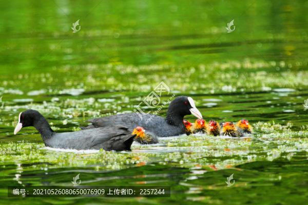 骨頂雞與水鳥