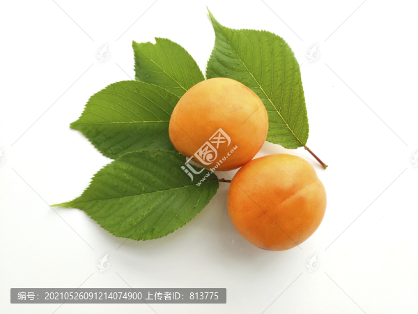 幾片綠葉杏