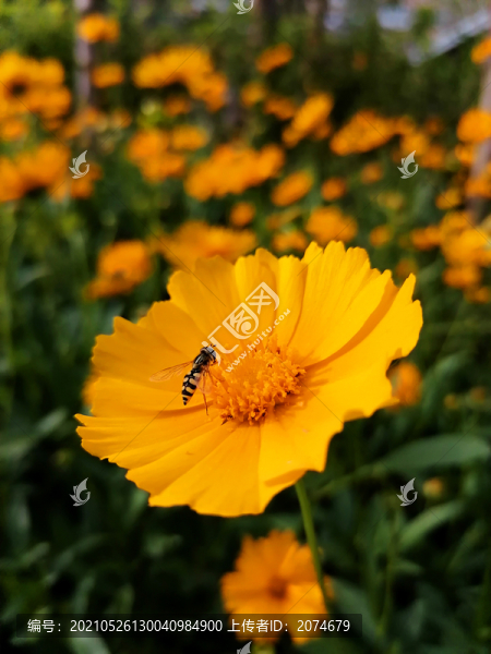 小波斯菊