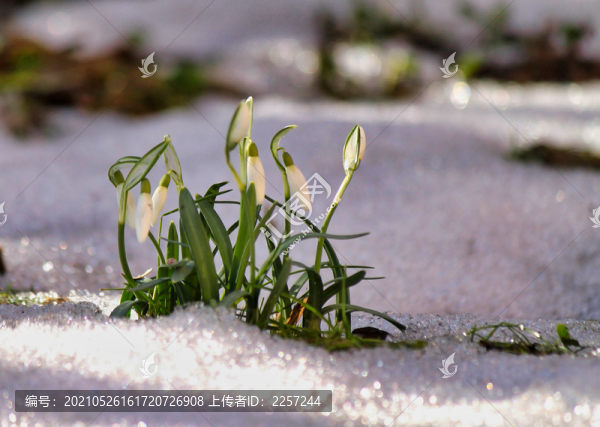 夏雪片蓮