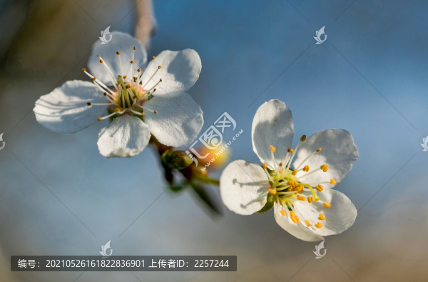 紫葉李花