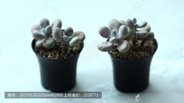 多肉植物