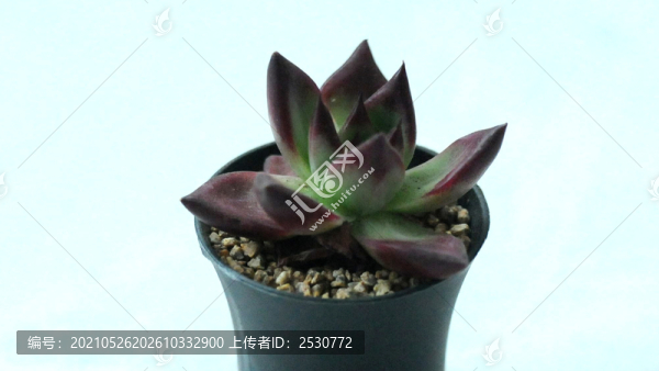 多肉植物
