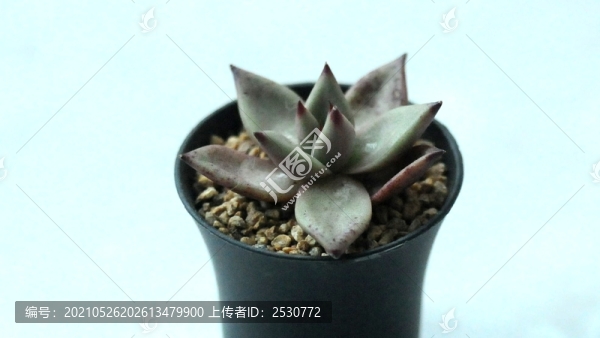 多肉植物